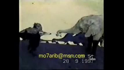 Слон Се Опитва Да Удуши Щраус