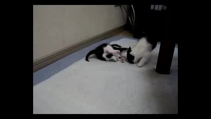 Funny Cats