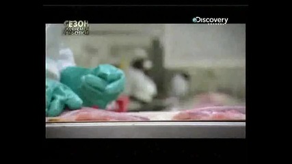 Discovery channel - River monsters (nile Perch) bg audio - 2 
