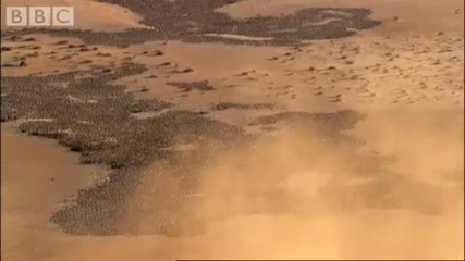 Bbc Bahrain Desert Birds - Planet Earth 