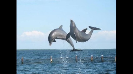Прекрасни Делфини и китове* Енио Мориконе 