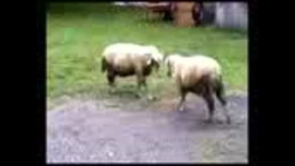 Война между овце - смях