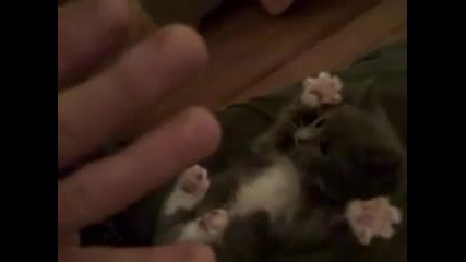 Изненадано котенце *смях*