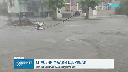 Жена спаси три малки щъркела след буря, съборила гнездото им край Петрич