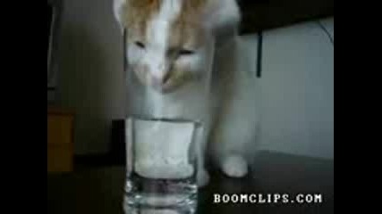 Котка пие водичка.