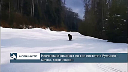 Неочаквана опасност по ски пистите в Румъния - мечки, гонят скиори