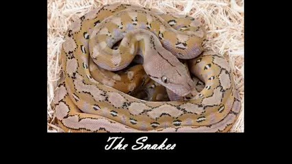 The Snakes - Tough Love (jorn Lande)