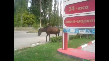 Коне Превземат Лукойл Във Видин