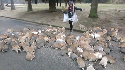 Диви зайчета атакуват момиче