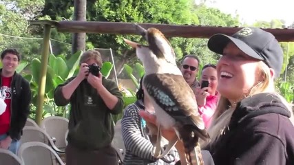 Птица коокабура имитира интересен смях ,забавлява туристите