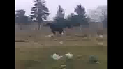Konq Na Halil - - Tito
