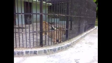 Лъвовете в зоогическата градина в Плевен