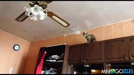 Коте не издържа на изкушението !