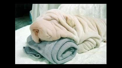 Funny Pictures Gone Wrong