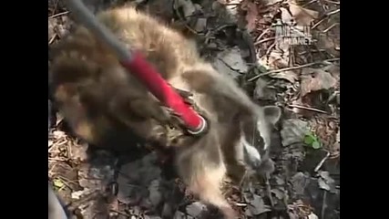 Animal Cops Detroit - Territorial Dispute