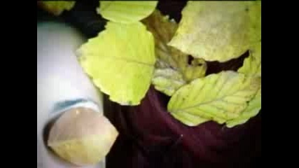 October Falls - Marras