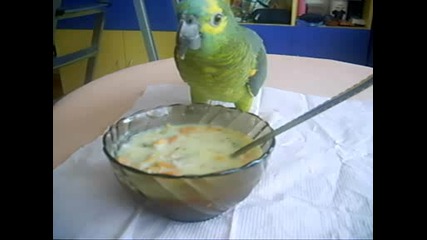 папагала бебо яде супа