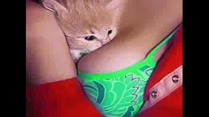 Very Funny Cats 5