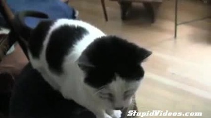 Котка с четири очи...