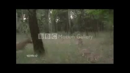 Wolves vs horses nai velikite jivotni