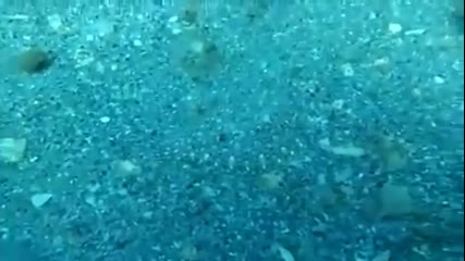 Страхотен камуфлаж на риба