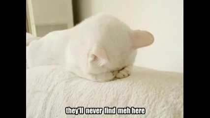 Very Funny Cats 54