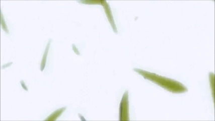 Claymore [amv] Hd - My demons