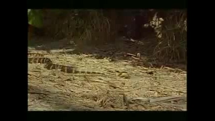 много яка красавица (кобра)