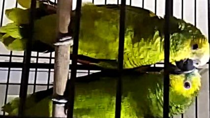 Видео Амазони 2