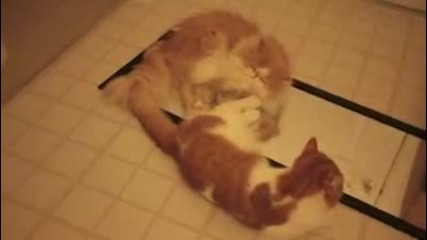 Cats Playing Footsies 