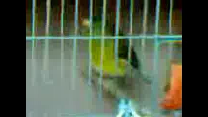 Песен на канарче
