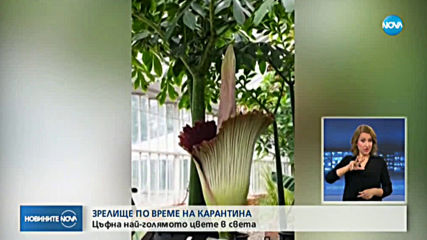 ЗРЕЛИЩЕ ПО ВРЕМЕ НА КАРАНТИНА: Цъфна най-голямото цвете в света