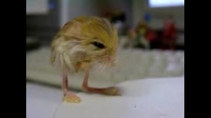 Мишка Пигмей С Пилешки Крака