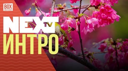 NEXTTV 036: Интро