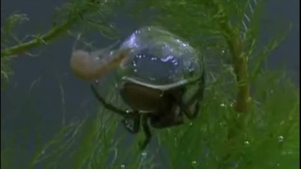 Паяк изгражда подводно скривалище