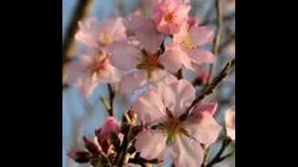 Almond Flowers - Frozen Plasma
