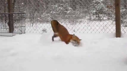 Сладка лисица се радва на първият сняг.
