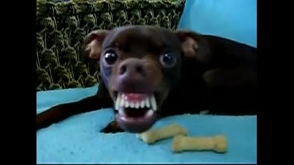 Смешно куче, което си пази бисквитките