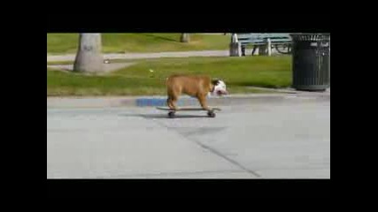куче кара скейт