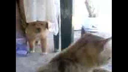 Video006.3gp