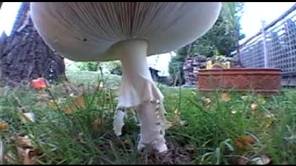 Животът на една гъба