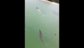 Хора отвличат вниманието на крокодил преследващ плуващ турист в морето!