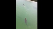 Хора отвличат вниманието на крокодил преследващ плуващ турист в морето!