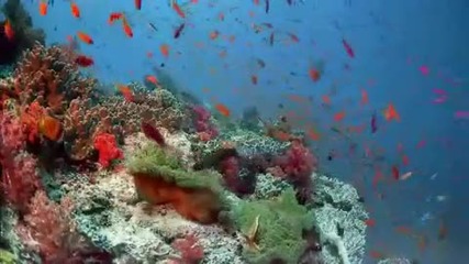 Relaxing Ocean Life [hd 1080p]