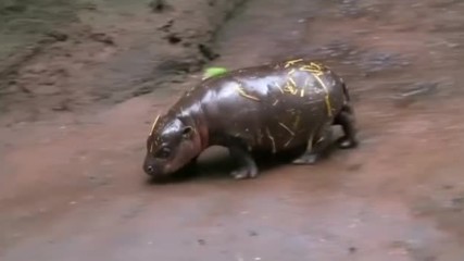 Показаха хипопотам джудже на 1 месец в зоопарка в Сидни