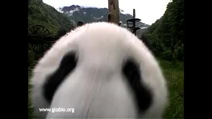 бебе панда ще ви накара да се усмихнете 