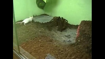 Тарантула срещу мишка