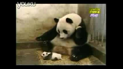 Сладко Бебе - Панда Киха