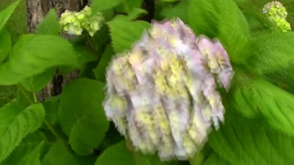 Flowers in Norway during summertime - Hd (1080p) 