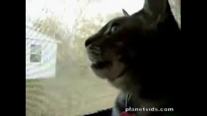 Лаеща Котка